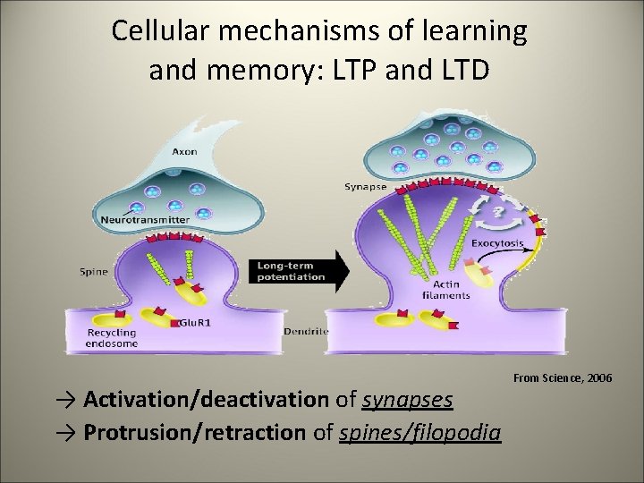 Cellular mechanisms of learning and memory: LTP and LTD → Activation/deactivation of synapses →