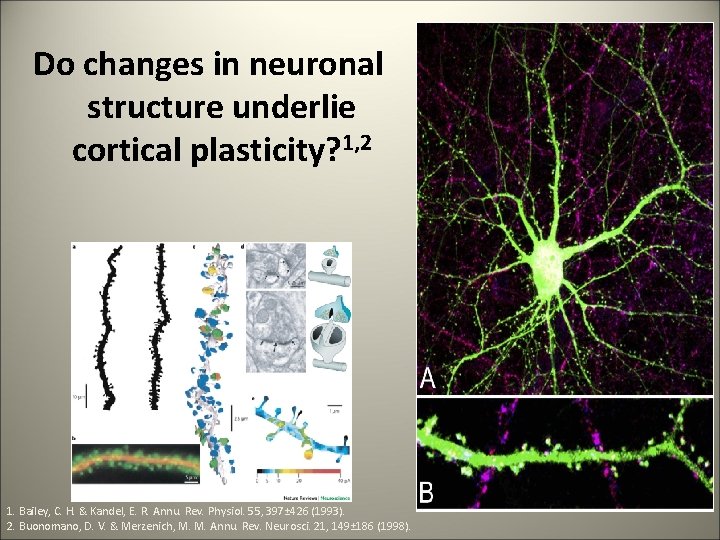 Do changes in neuronal structure underlie cortical plasticity? 1, 2 1. Bailey, C. H.