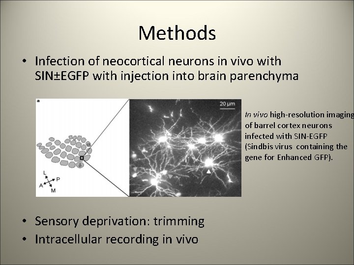 Methods • Infection of neocortical neurons in vivo with SIN±EGFP with injection into brain