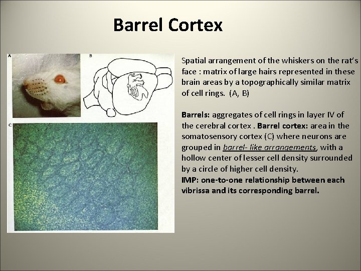 Barrel Cortex Spatial arrangement of the whiskers on the rat’s face : matrix of