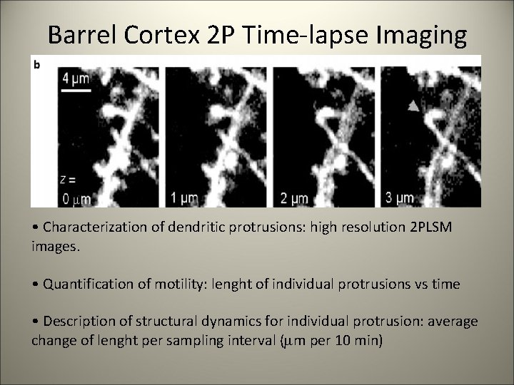 Barrel Cortex 2 P Time-lapse Imaging • Characterization of dendritic protrusions: high resolution 2
