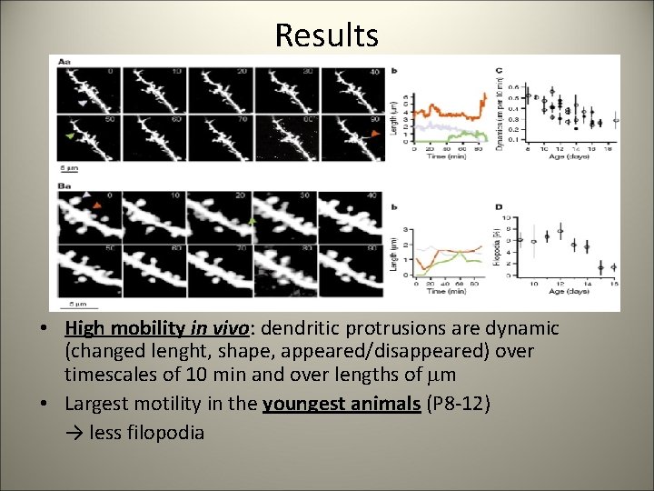 Results • High mobility in vivo: dendritic protrusions are dynamic (changed lenght, shape, appeared/disappeared)