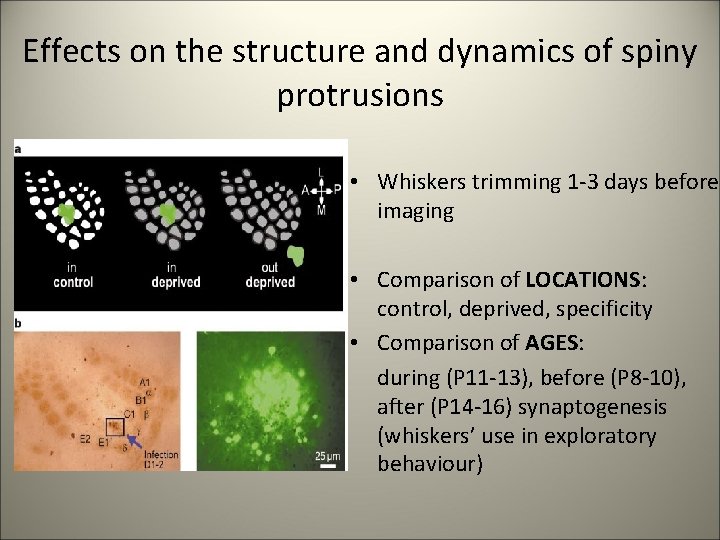Effects on the structure and dynamics of spiny protrusions • Whiskers trimming 1 -3