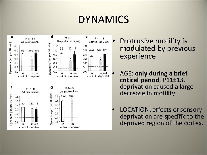 DYNAMICS • Protrusive motility is modulated by previous experience • AGE: only during a