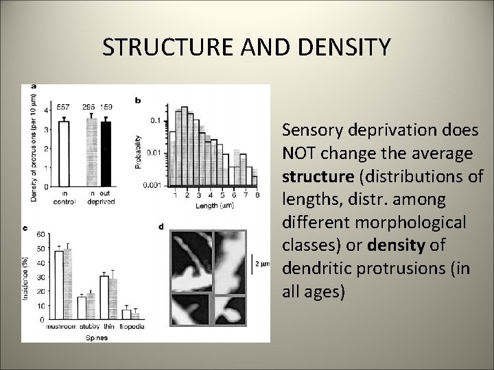 STRUCTURE AND DENSITY Sensory deprivation does NOT change the average structure (distributions of lengths,