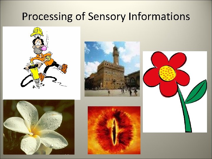 Processing of Sensory Informations 