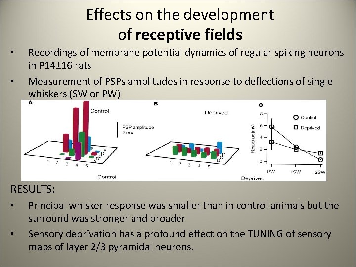 Effects on the development of receptive fields • • Recordings of membrane potential dynamics