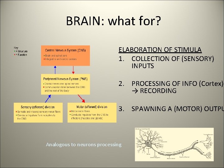 BRAIN: what for? ELABORATION OF STIMULA 1. COLLECTION OF (SENSORY) INPUTS 2. PROCESSING OF