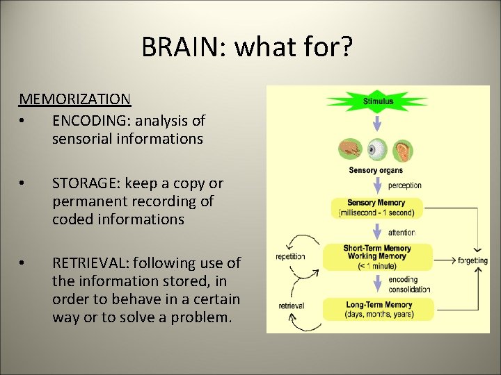 BRAIN: what for? MEMORIZATION • ENCODING: analysis of sensorial informations • STORAGE: keep a