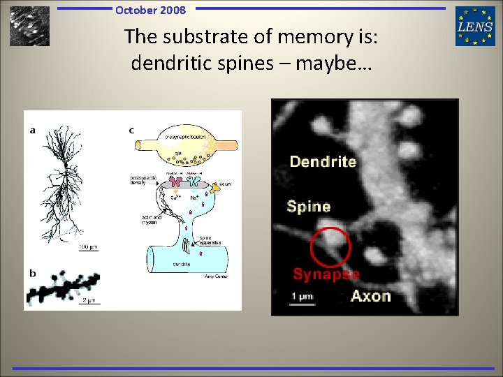 October 2008 The substrate of memory is: dendritic spines – maybe… 