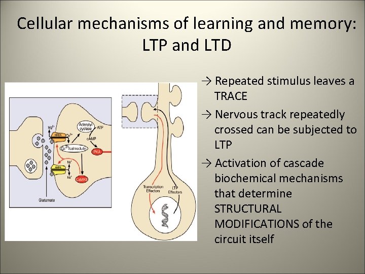 Cellular mechanisms of learning and memory: LTP and LTD → Repeated stimulus leaves a
