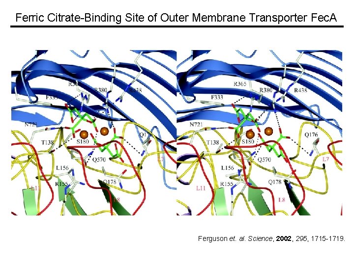 Ferric Citrate-Binding Site of Outer Membrane Transporter Fec. A Ferguson et. al. Science, 2002,