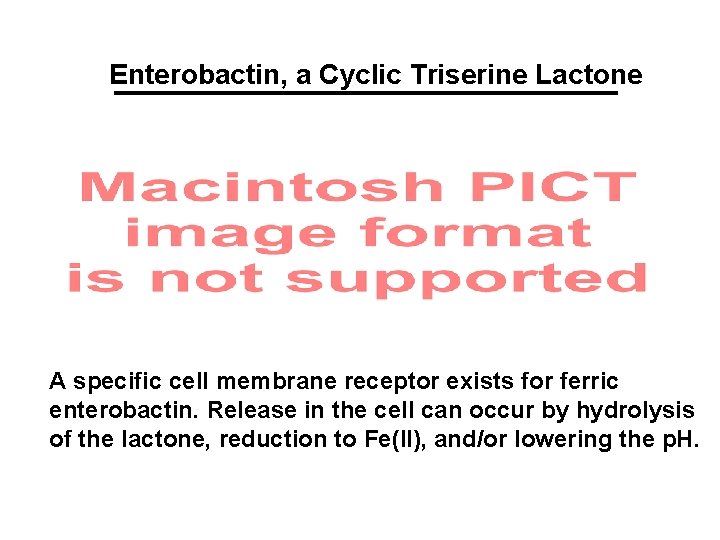 Enterobactin, a Cyclic Triserine Lactone A specific cell membrane receptor exists for ferric enterobactin.