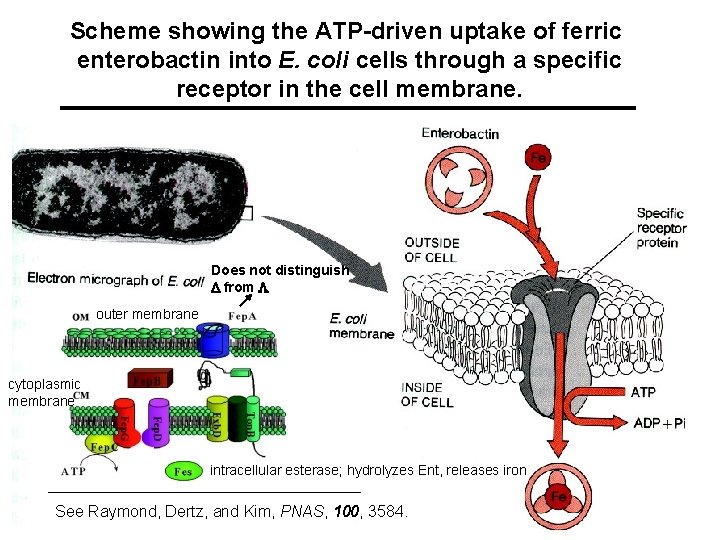 Scheme showing the ATP-driven uptake of ferric enterobactin into E. coli cells through a