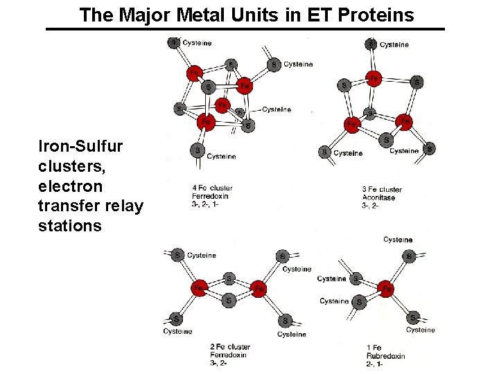 The Major Metal Units in ET Proteins Iron-Sulfur clusters, electron transfer relay stations 