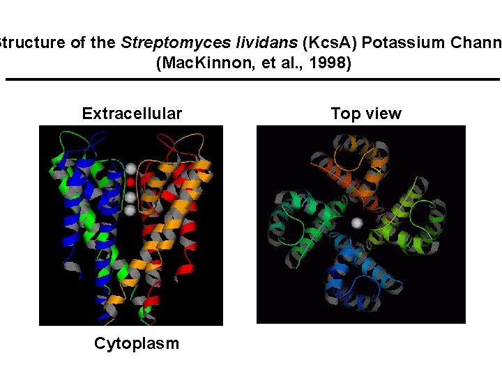 Structure of the Streptomyces lividans (Kcs. A) Potassium Chann (Mac. Kinnon, et al. ,