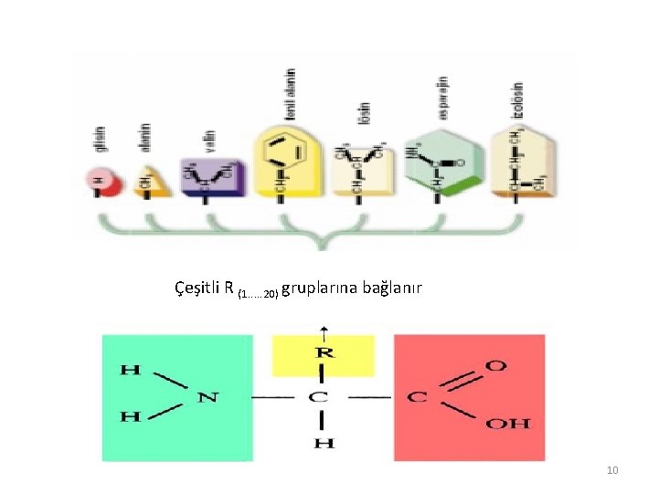 Çeşitli R (1. . . 20) gruplarına bağlanır 10 