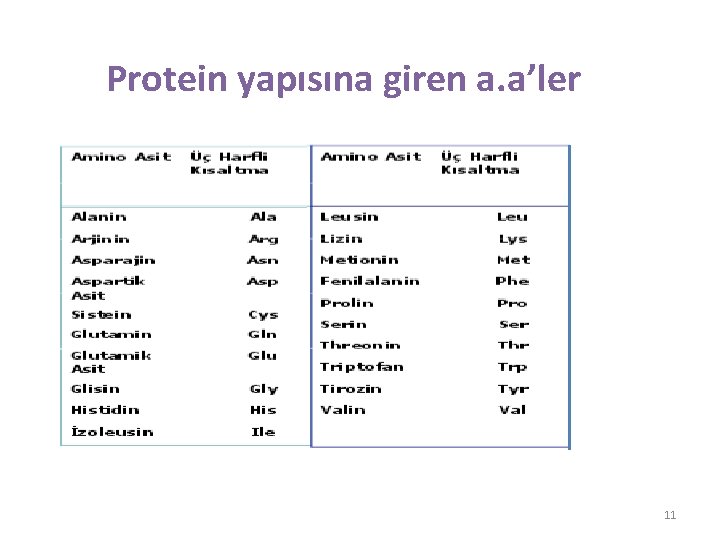 Protein yapısına giren a. a’ler 11 