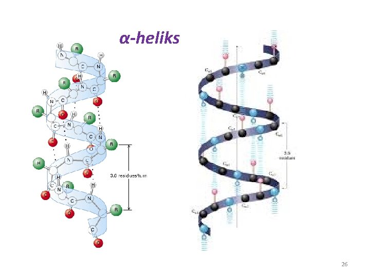 α-heliks 26 