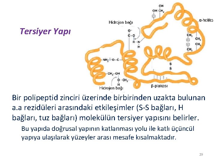 Tersiyer Yapı Bir polipeptid zinciri üzerinde birbirinden uzakta bulunan a. a rezidüleri arasındaki etkileşimler