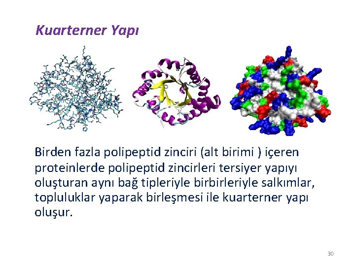 Kuarterner Yapı Birden fazla polipeptid zinciri (alt birimi ) içeren proteinlerde polipeptid zincirleri tersiyer