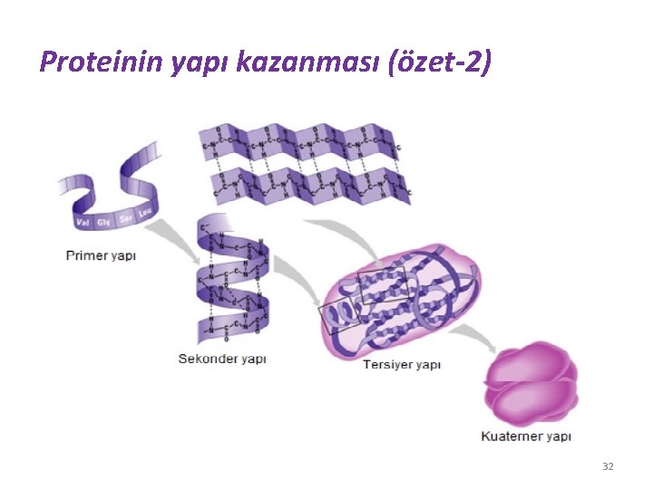 Proteinin yapı kazanması (özet-2) 32 