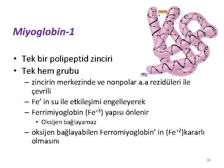 Miyoglobin-1 • Tek bir polipeptid zinciri • Tek hem grubu – zincirin merkezinde ve