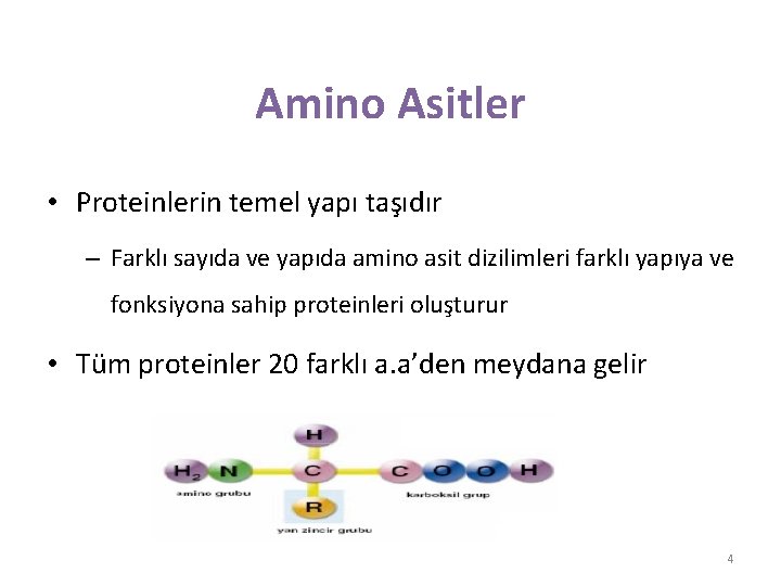 Amino Asitler • Proteinlerin temel yapı taşıdır – Farklı sayıda ve yapıda amino asit