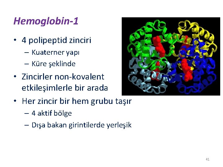Hemoglobin-1 • 4 polipeptid zinciri – Kuaterner yapı – Küre şeklinde • Zincirler non-kovalent