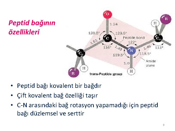 Peptid bağının özellikleri • Peptid bağı kovalent bir bağdır • Çift kovalent bağ özelliği