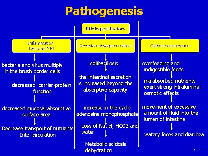 Pathogenesis Etiological factors Inflammation Necrosis MM bacteria and virus multiply in the brush border