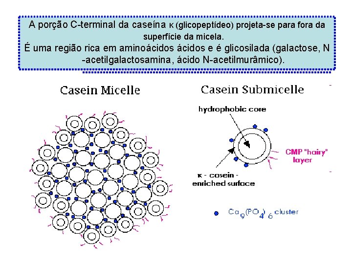 A porção C-terminal da caseína κ (glicopeptídeo) projeta-se para fora da superfície da micela.