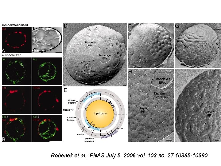 Robenek et al. , PNAS July 5, 2006 vol. 103 no. 27 10385 -10390