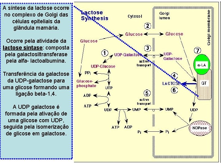 A síntese da lactose ocorre no complexo de Golgi das células epiteliais da glândula