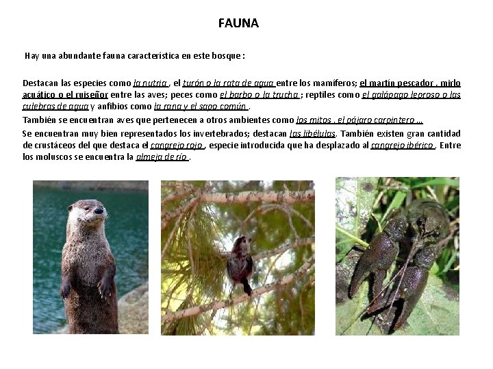 FAUNA Hay una abundante fauna característica en este bosque : Destacan las especies como