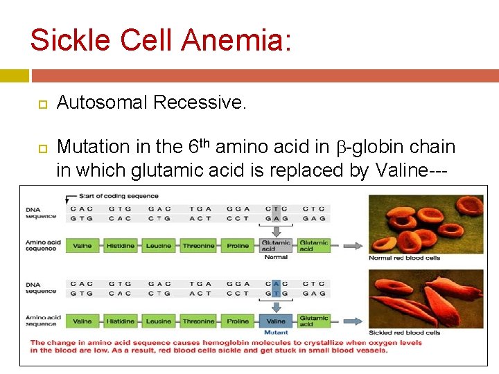 Sickle Cell Anemia: Autosomal Recessive. Mutation in the 6 th amino acid in -globin
