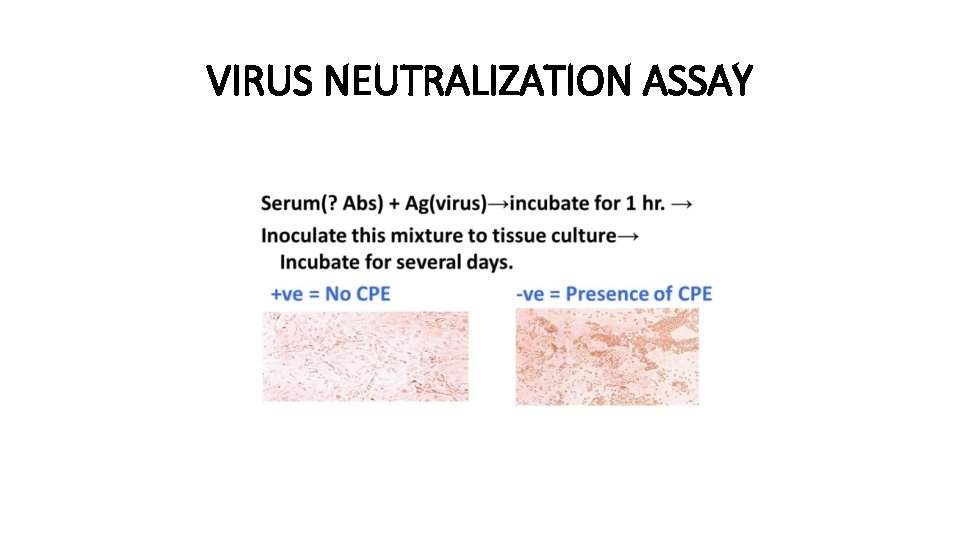 VIRUS NEUTRALIZATION ASSAY 