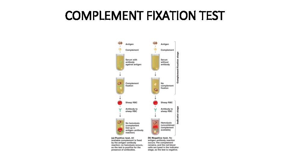 COMPLEMENT FIXATION TEST 