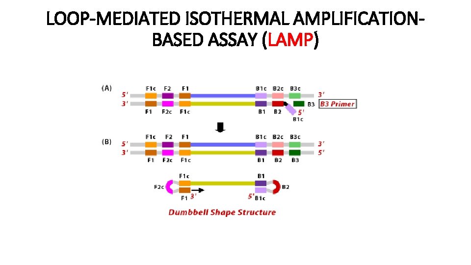 LOOP-MEDIATED ISOTHERMAL AMPLIFICATIONBASED ASSAY (LAMP) 