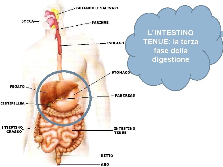 L’INTESTINO TENUE: la terza fase della digestione 