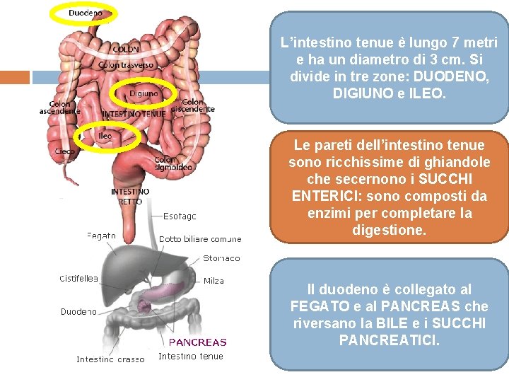 L’intestino tenue è lungo 7 metri e ha un diametro di 3 cm. Si