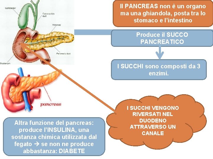 Il PANCREAS non è un organo ma una ghiandola, posta tra lo stomaco e
