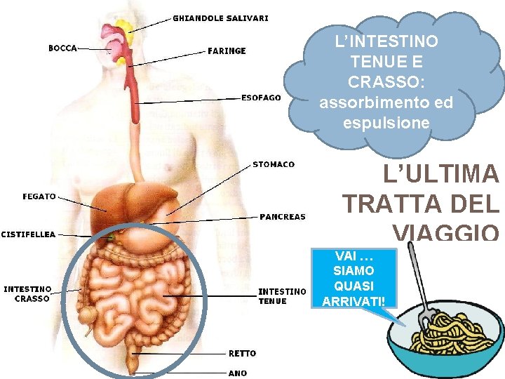 L’INTESTINO TENUE E CRASSO: assorbimento ed espulsione L’ULTIMA TRATTA DEL VIAGGIO VAI … SIAMO