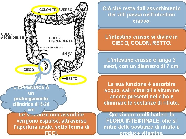 Ciò che resta dall’assorbimento dei villi passa nell’intestino crasso. L’intestino crasso si divide in