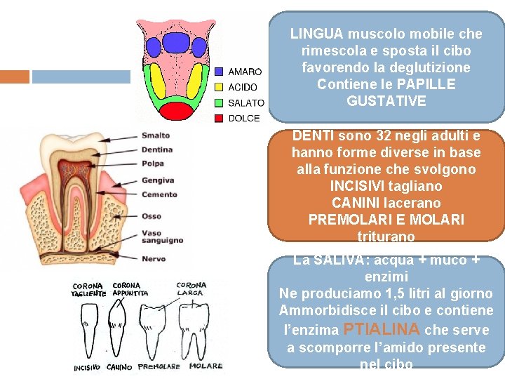 LINGUA muscolo mobile che rimescola e sposta il cibo favorendo la deglutizione Contiene le