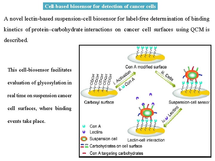 Cell-based biosensor for detection of cancer cells A novel lectin-based suspension-cell biosensor for label-free