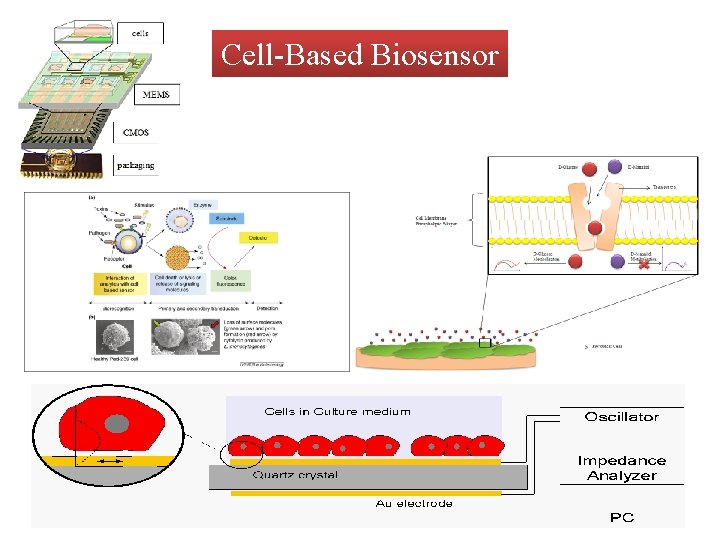 Cell-Based Biosensor 