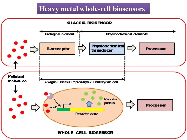 Heavy metal whole-cell biosensors 