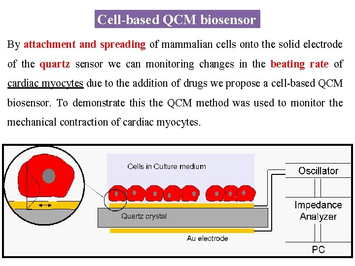 Cell-based QCM biosensor By attachment and spreading of mammalian cells onto the solid electrode