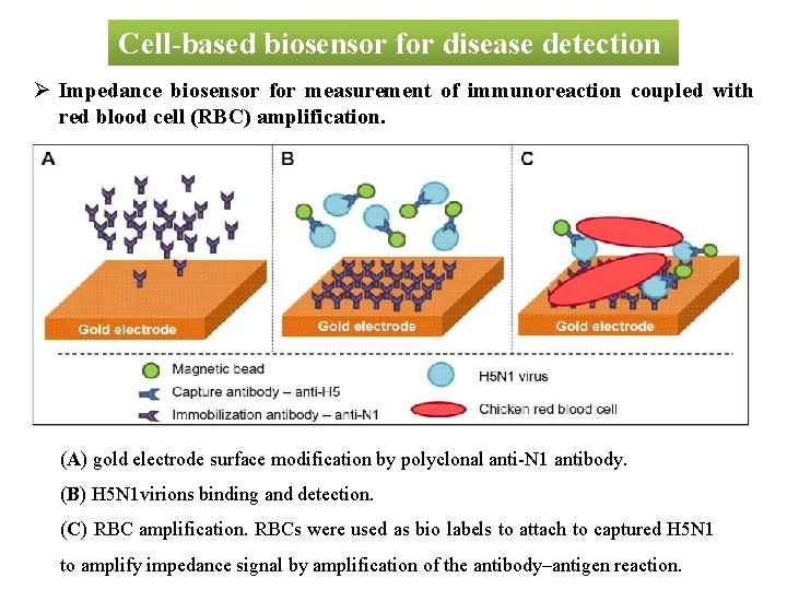 Cell-based biosensor for disease detection Ø Impedance biosensor for measurement of immunoreaction coupled with